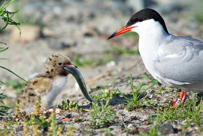 ©_natuurmonumenten_-_bram_reinders_namo71147