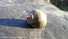 Gewone alikruik (Littorina littorea) - Waddenzee - 2007