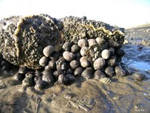 Gewone alikruik (Littorina littorea) - Waddenzee - 2007