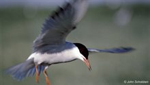 Visdief