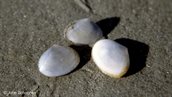 Nonnetjes (Macoma baltica)
