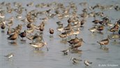 Rosse grutto's en Bonte strandlopers in het voorjaar in de Waddenzee