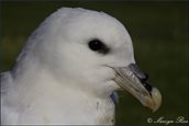 Noordse stormvogel