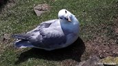 Noordse stormvogel