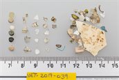 Plastic in stormvogelmaag