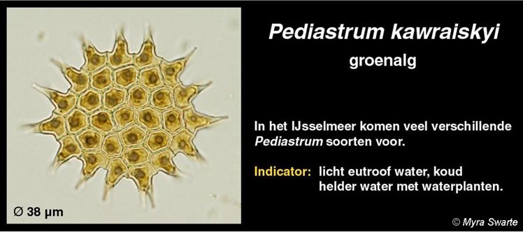 3 Biologie - Fytoplankton - Pediastrum kawraiskyi - RWS - Myra Swarte