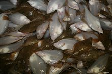 Schar (Limanda limanda) gevangen tijdens de Internationale Beam Trawl Survey (BTS) in 2008 op de internationale Noordzee. - copyright: Oscar Bos