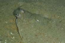 Schar (Limanda limanda), aangetroffen bij een scheepswrak in de Noordzee tijdens Expeditie Zuid van St. Duik de Noordzee Schoon, in juni 2016 - copyright: Oscar Bos