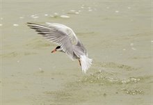 visdief_met_net_gevangen_spiering_foto_joep_de_leeuw_1