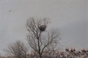 Zeearend_nest OVP_Eerden