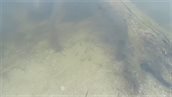 still website Trintelzand Hout onder water