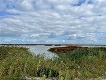 Florerend Marker Wadden ecosysteem