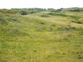 voorbeeld habitattype ‘Grijze duinen’ (H2130)